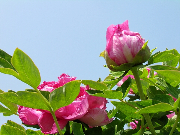 学拍一组花花