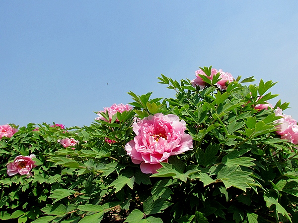 学拍一组花花