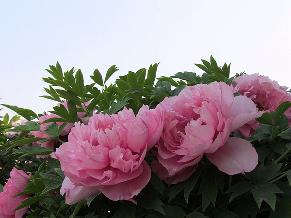 学拍一组花花