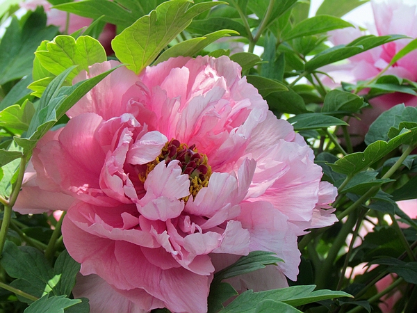 学拍一组花花