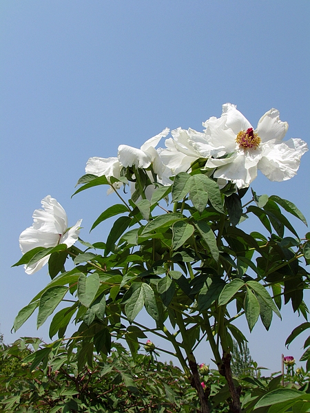 学拍一组花花