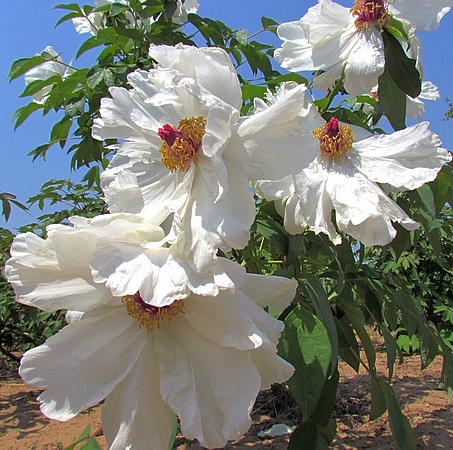 学拍一组花花