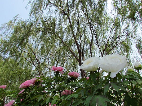 学拍一组花花