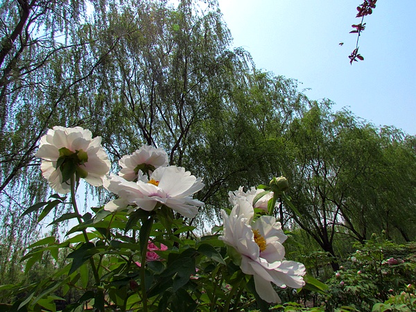 学拍一组花花