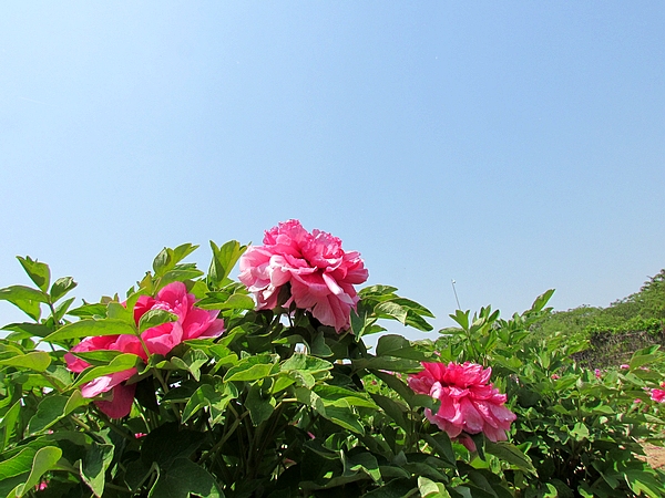 学拍一组花花