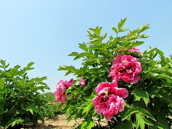学拍一组花花