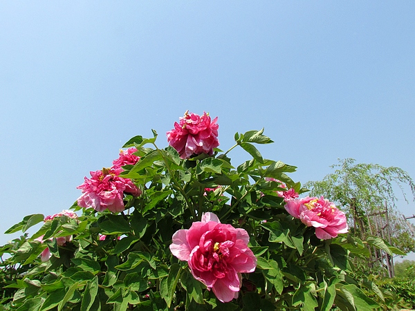 学拍一组花花