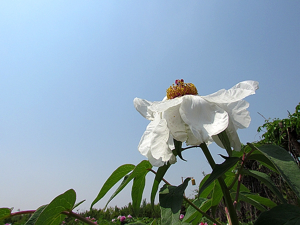 学拍一组花花