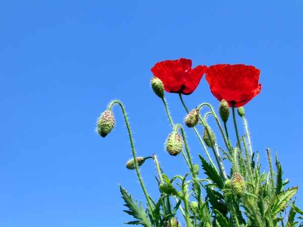学拍一组花花