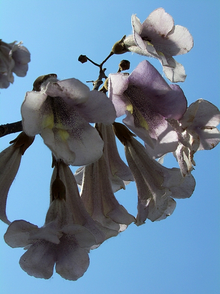 学拍一组花花