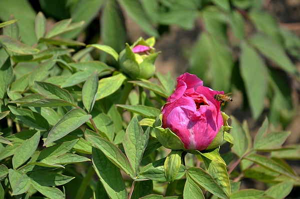 学拍一组花花