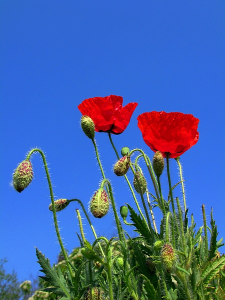 学拍一组花花
