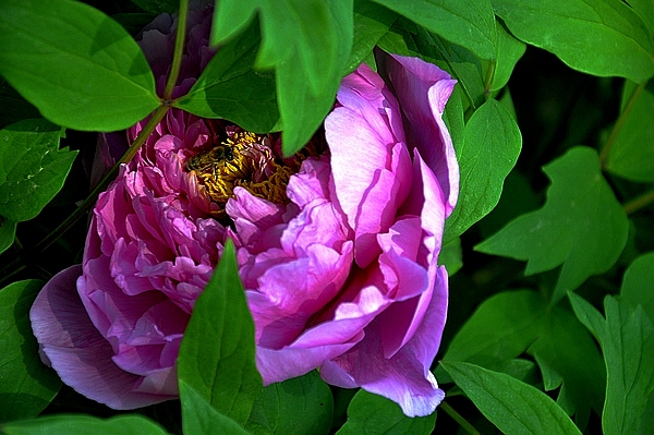 学拍一组花花
