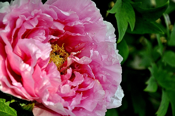 学拍一组花花