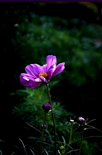 学拍一组花花