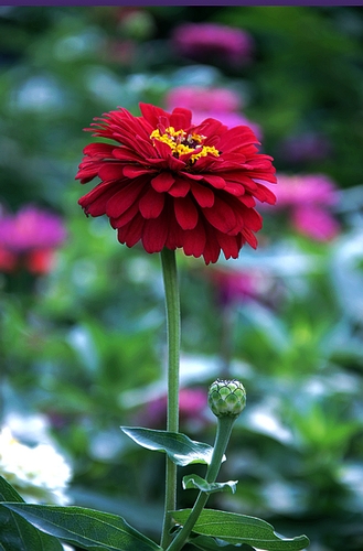 学拍一组花花