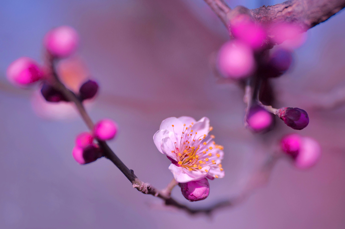 梅兰竹菊花卉帖