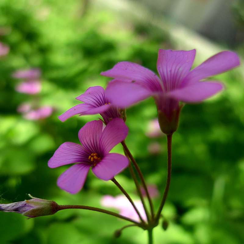 梅兰竹菊花卉帖