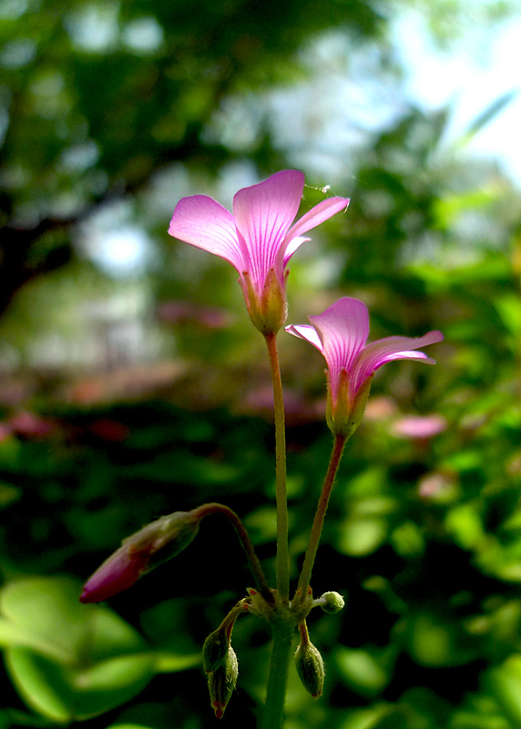 梅兰竹菊花卉帖