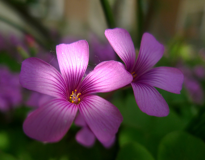 梅兰竹菊花卉帖