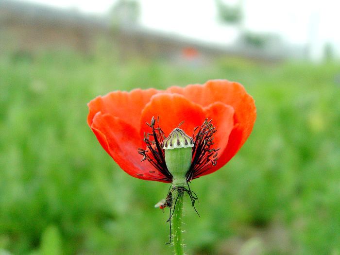 蝴蝶与花
