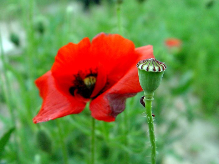 蝴蝶与花