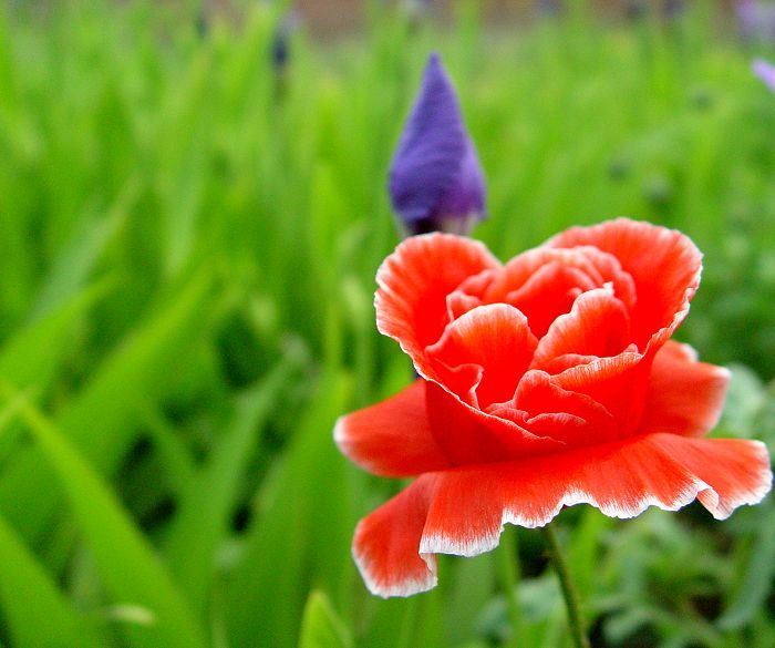 蝴蝶与花
