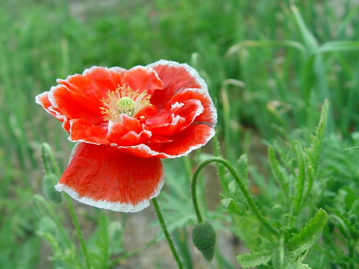 蝴蝶与花