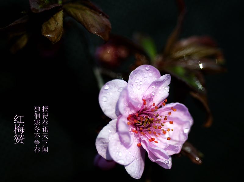 寒梅