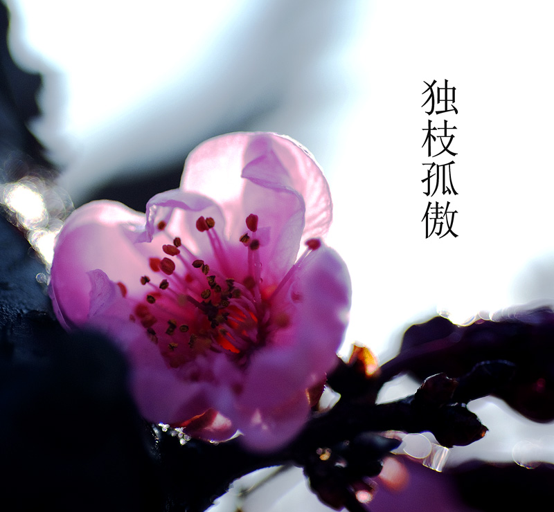 寒梅