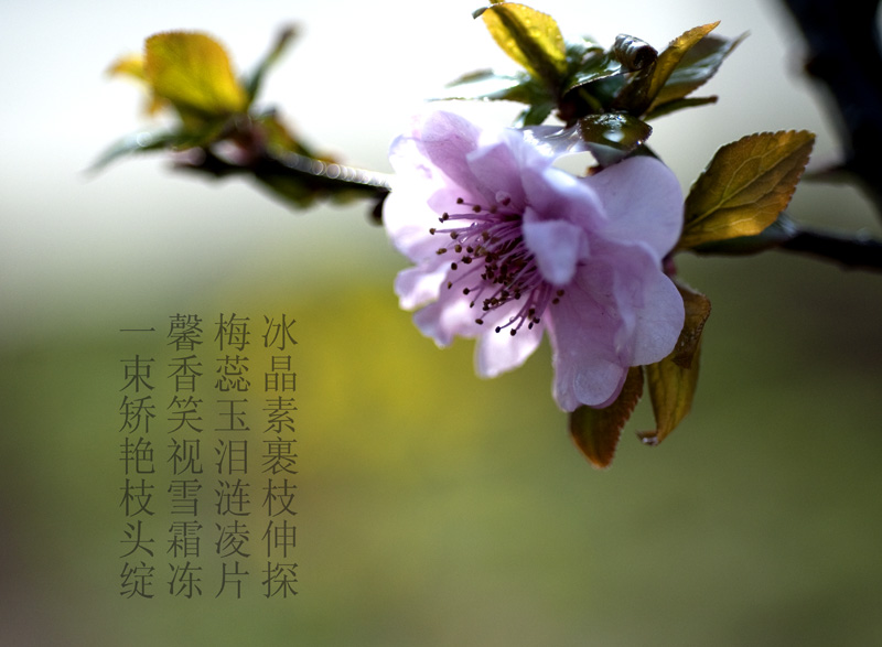 寒梅