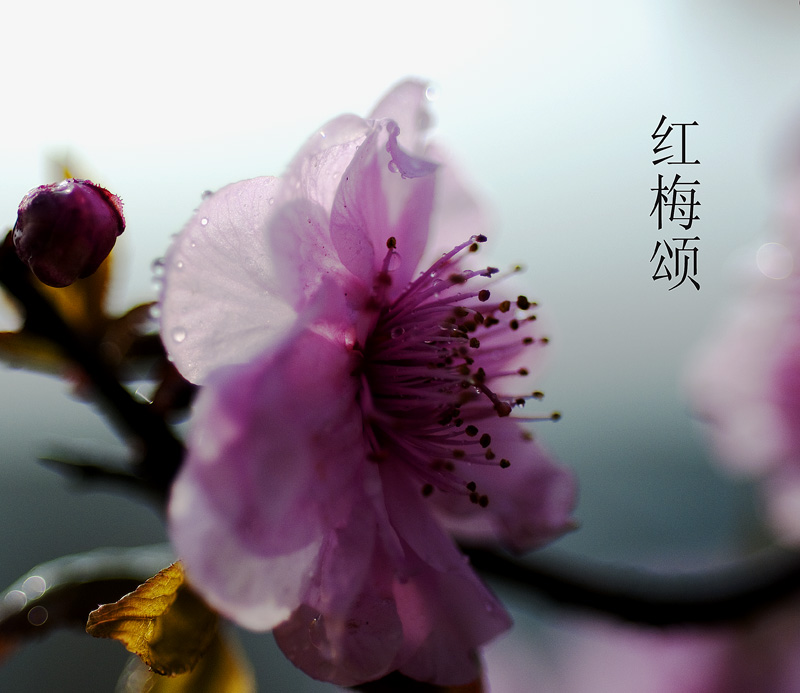 寒梅