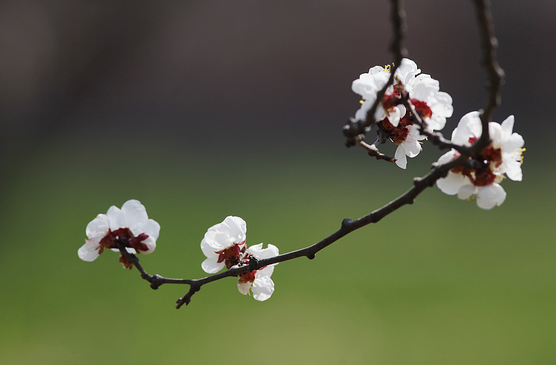 那时花开（不断添加中）
