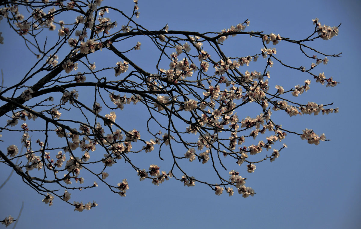 又到一年赏花时（南乐杏花）