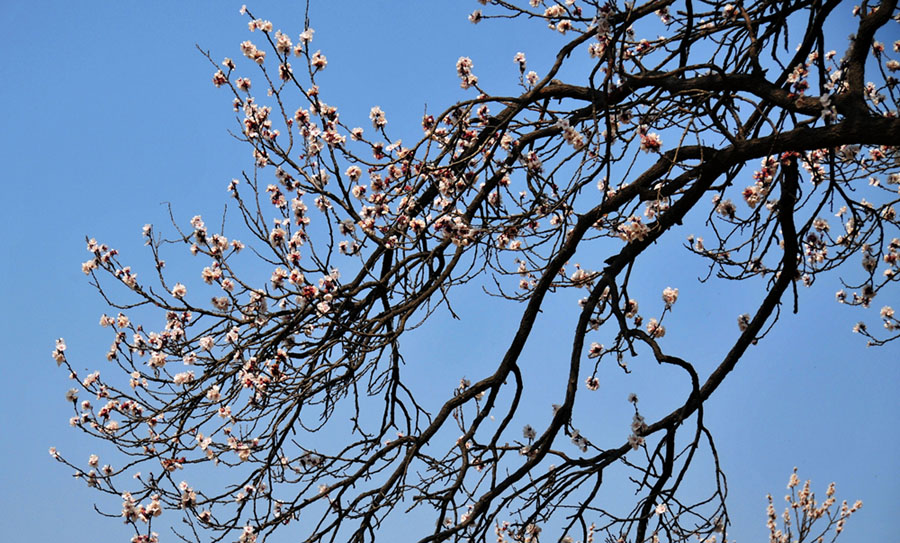 又到一年赏花时（南乐杏花）