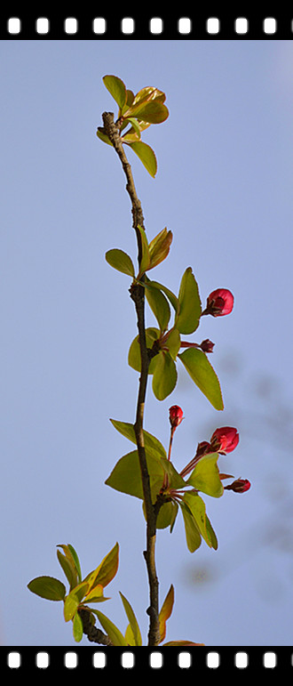 清明时节花争艳