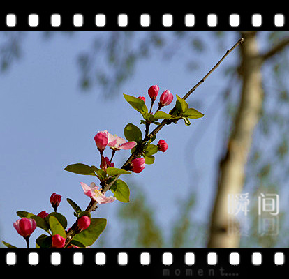 清明时节花争艳