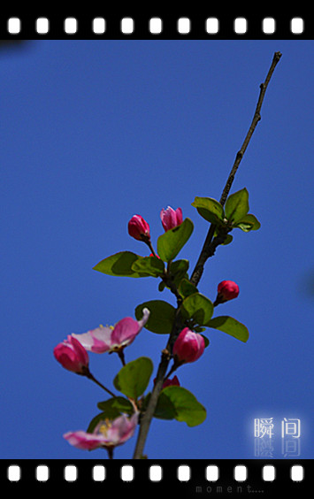 清明时节花争艳