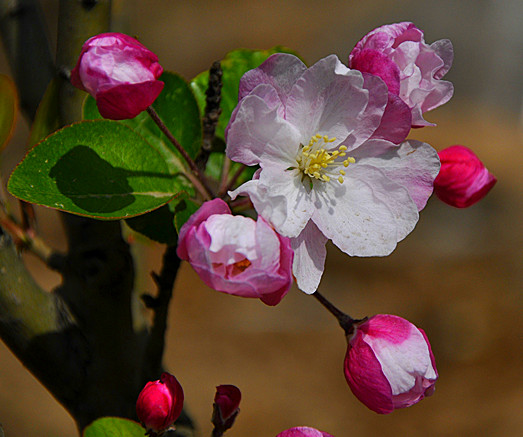 清明时节花争艳