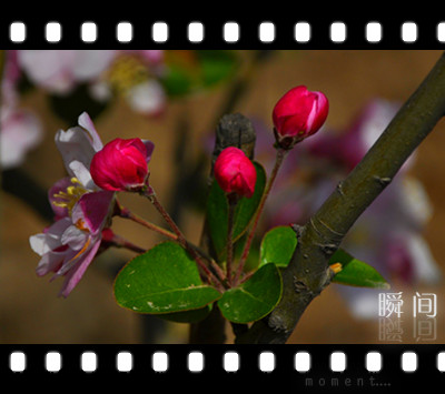 清明时节花争艳