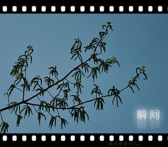 清明时节花争艳
