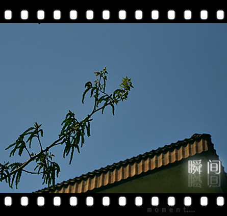 清明时节花争艳