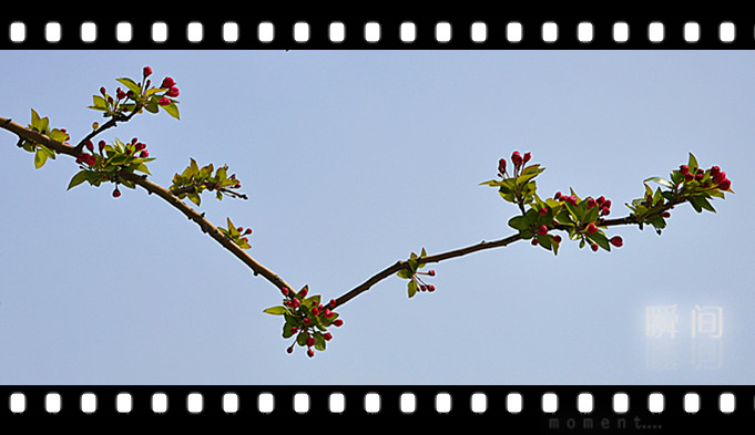 清明时节花争艳