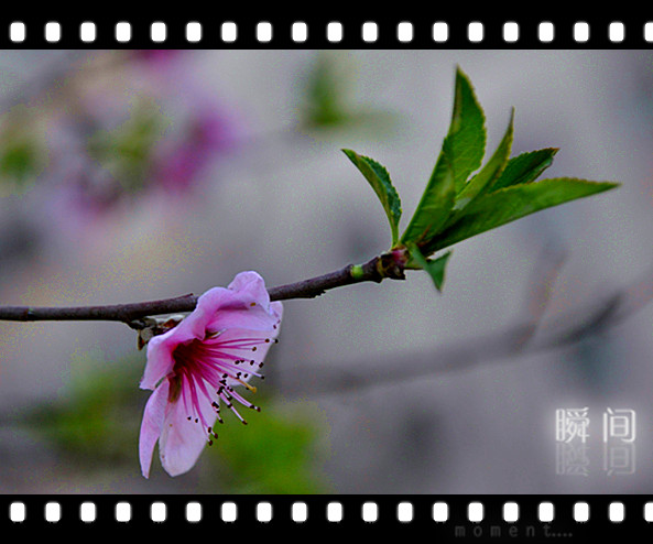 清明时节花争艳