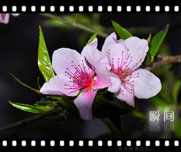 清明时节花争艳