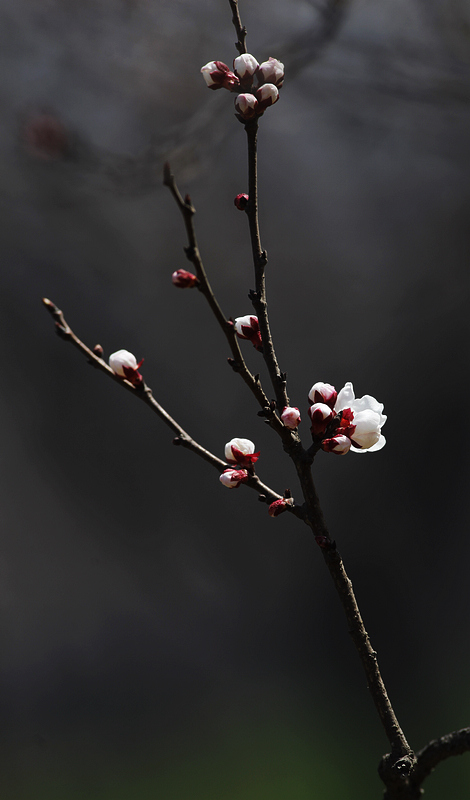 那时花开（不断添加中）