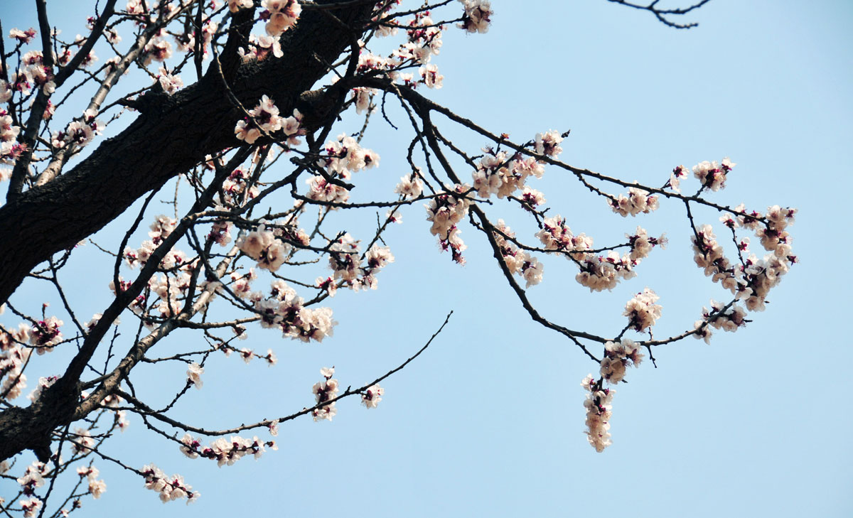 又到一年赏花时（南乐杏花）