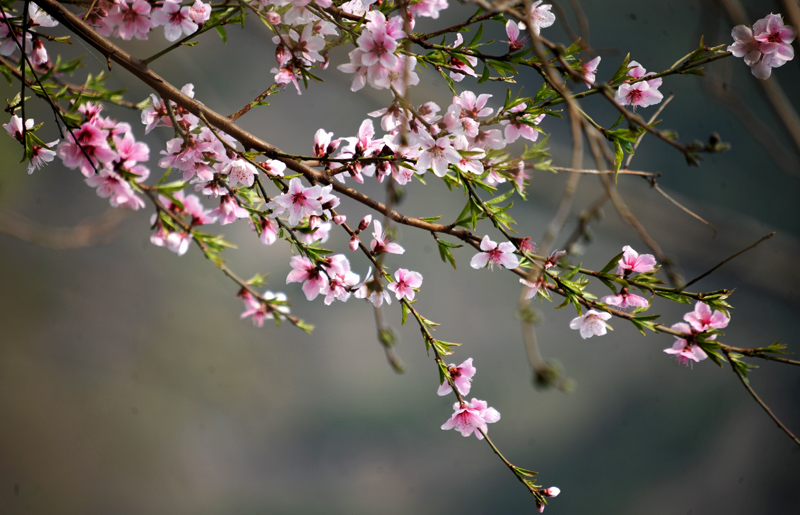 春游途中拍的花
