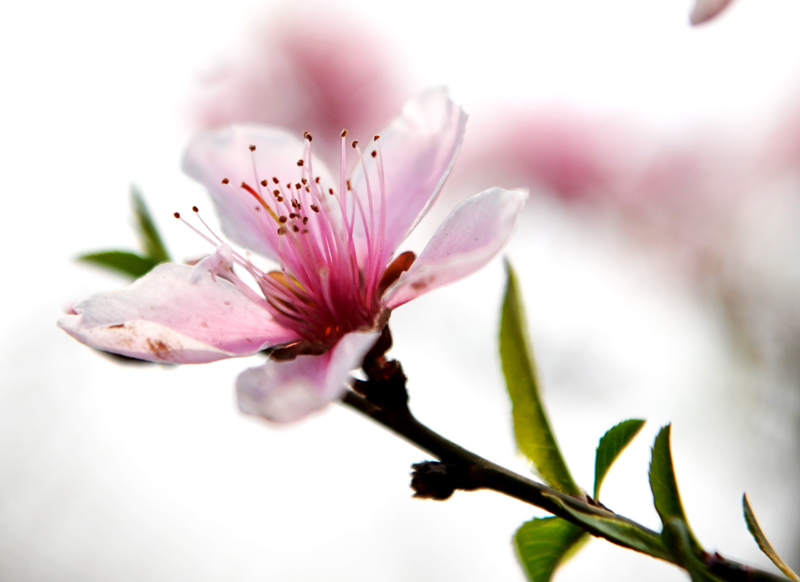 春游途中拍的花
