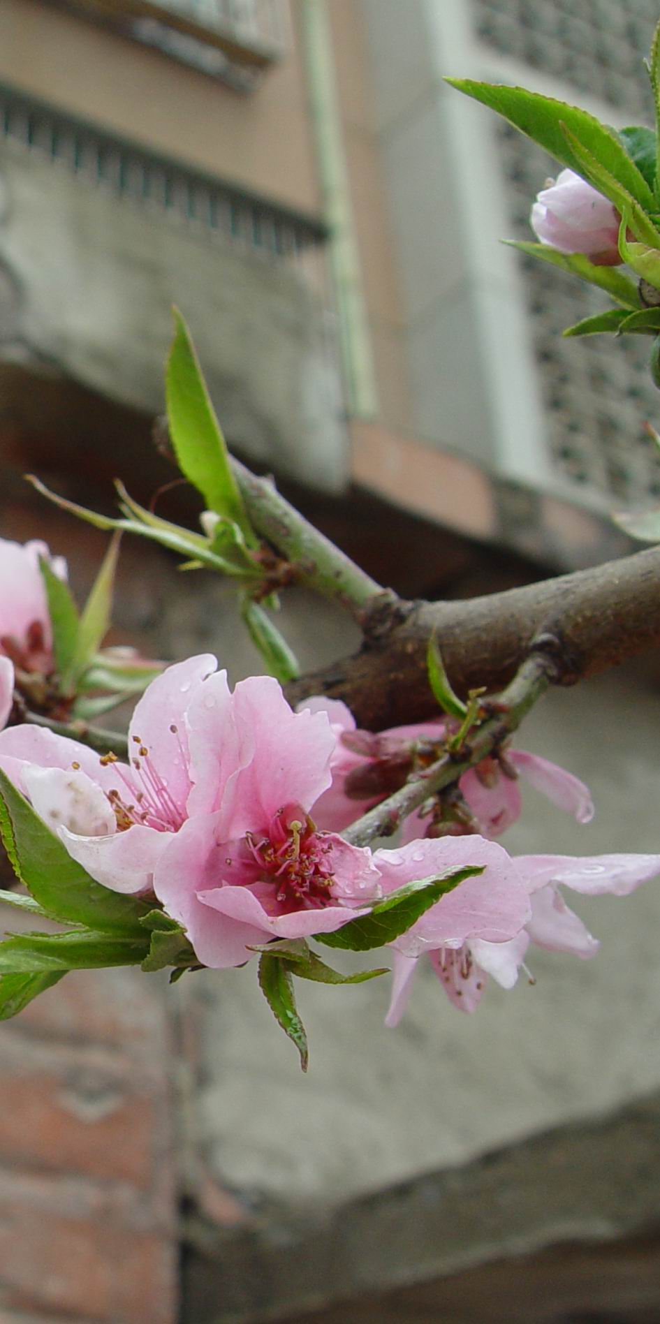 桃花